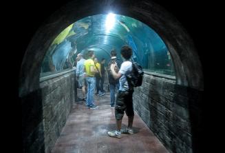 Estudiantes en un túnel del acuario