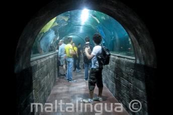 Estudiantes en un túnel del acuario